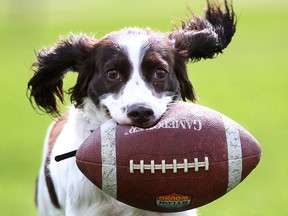 Kira the dog plays with a football in Lanspeary Park in Windsor in this file photo. (Dan Janisse/Windsor Star)