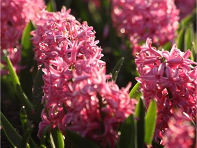 WINDSOR, ONT.- APRIL 30, 2013  -- Flowers are pictured in the Reaume Park in Windsor, Ont. Tuesday, April 30, 2013. To go with allergy story. (DAN JANISSE/The Windsor Star)