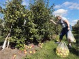 Local apple growers are having some of the best crops in years. Ellie Casporowiez picks apples at the Thiessen Orchards in Leamington on Thursday, Sept. 15, 2016.