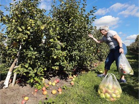 Local apple growers are having some of the best crops in years. Ellie Casporowiez picks apples at the Thiessen Orchards in Leamington on Thursday, Sept. 15, 2016.