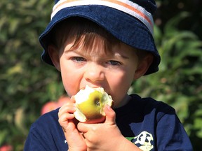 Evan Merrill, 2, of Tecumseh, bites into a freshly picked apple at the Thiessen Orchards in Leamington on Thursday, Sept. 15, 2016.