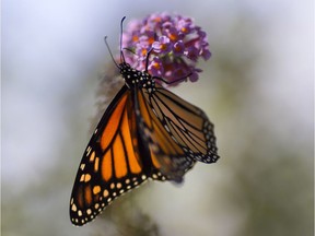 A monarch butterfly feeds on a bush in the new Butterfly Garden outside the University of Windsor's Leddy Library on Tuesday, Sept. 20, 2016.