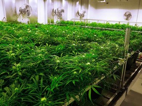 Inside the cultivation room at Ataraxia, a medical marijuana producer based in Albion, Illinois. Photo taken September 2015.
