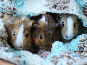 Arya, Adora and Athena are three sisters from a litter of guinea pigs. These sweet little ones and their brothers are looking for a forever home. Almost three months old, these adorable little furry friends make wonderful pets. Stop by and visit them today at Windsor/Essex County Humane Society, 1375 Provincial Rd., Windsor, or phone 519-966-5751.