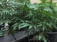 Marijuana plants being cultivated in Salem, Oregon, where marijuana is legalized.