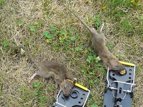 Rats killed in traps laid by Sherry Dowhan and her husband - residents in the area of Remington Park. The Dowhans say this year's rat population is the worst they've ever seen in their neighbourhood.