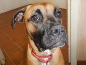 Sado, a one-year-old boxer-type dog, was stolen from the Windsor/Essex County Humane Society on Sept. 11, 2016.