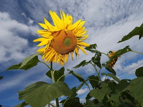 A sunflower in a public park in Windsor on Sept. 14, 2016.