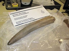 This Woolly Mammoth tusk was seized on September 20, 2016 at the Ambassador Bridge.