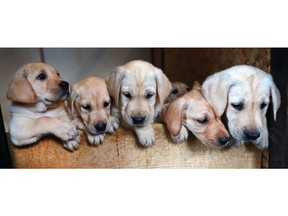 DETROIT, MI. OCTOBER 20, 2016. Yellow Labrador puppies are shown at the Wingward Labradors kennel near McGregor on Thursday, October 20, 2016. Members with the Windsor Police Service raised money to buy the new dog for Alex Brown, the boy with autism whose dog Sasha ran away and was killed by a car in the region recently. (DAN JANISSE/The Windsor Star)
