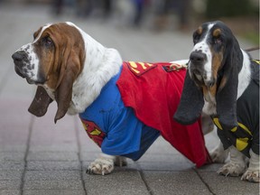 Basset Hounds, Badger, left, dressed as Superman, and Oliver, dressed as Batman, attend the Windsor/Essex County Humane Society's Hallowoof Fun Run and Walk at Dieppe Gardens in downtown Windsor, Ont., Sunday, Oct. 30, 2016.