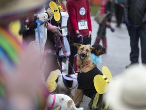 Dog owners line up their dogs for judging in the best costume contest at the Windsor/Essex County Humane Society's Hallowoof Fun Run and Walk at Dieppe Gardens in downtown Windsor, Ont., Sunday, Oct. 30, 2016.