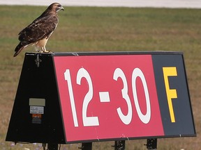 A hawk perches on a runway marker at the Windsor Airport on Wednesday, Oct. 19, 2016 in Windsor, Ont. on a warm sunny day.