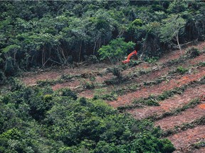 February 24, 2014 aerial photo by Greenpeace on Indonesia's Borneo Island shows the clearing of trees for development of a palm oil plantation. The rainforest being destroyed is home to endangered orangutan and tigers.