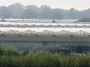 Greenhouses in Leamington, photographed October 2016.