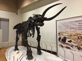 A cast of a complete mastodon skeleton - part of the Ice Age Mammals exhibit now at Windsor's Chimczuk Museum. The exhibit continues until Dec. 31, 2016.