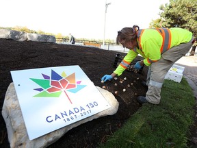 Linda Kennedy plants tulips in Navy Part in Amherstburg on Wednesday, Oct. 19, 2016. The town is kicking off Canada's 150-year celebration by planting 1,300 tulips across Amherstburg.