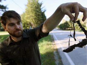 Jonathan Choquette holds three young Butler's garter snakes which he peeled from the Malden Road pavement near Ojibway Prairie Nature Provincial Reserve October 7, 2016.