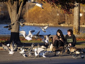 Kayla Quiring and Noah Jakowiec (right) are over run by birds as they relax at Mckee Park in Windsor on Monday, Nov. 21, 2016.