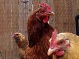 Urban chickens in the city of Flint, Michigan, are shown in this 2014 file photo.