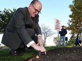 Mayor Drew Dilkens plants a tulip in the Piazza Udine at the Dieppe Park on Friday, November 4, 2016, to highlight the commemorative tulip planting that will take place throughout the city marking Canada's 150th and the city's 125th anniversaries.