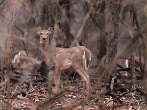 A deer pauses near Sprucewood Avenue in Windsor's west end in this 2016 file photo.