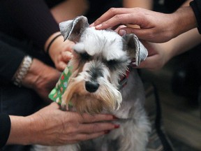 The Windsor Chapter of Therapeutic Paws of Canada organization visited the University of Windsor campus on Monday, November 28, 2016, to give students a bit of furry and friendly therapy. Students had a chance to spent some time with the trained dogs that regularly visit different locations looking to ease a little stress or just produce some warm fuzzy vibes. Lexi, a miniature Schnauzer gets some love from the students during the event.