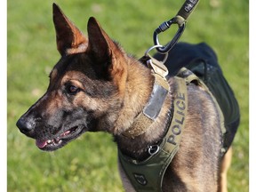 Essex County OPP K-9 member Maximus is introduced to the media in this November 2016 file photo.