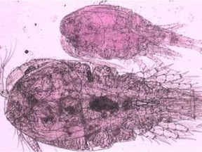 Thermocyclops crassus, top, has been discovered in Lake Erie, the first non-native species discovered in the lake in a decade. The microscopic crustacean 
is shown above the native species Mesocyclops edax.