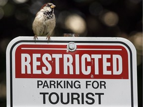 In this August 2012 photo, a sparrow sits atop a parking sign at Windsor's downtown Ontario Tourism office.