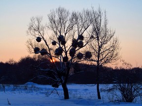 A tree with mistletoe against the evening winter sky. Photo by Getty Images.