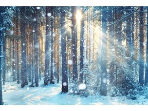 Frosty winter landscape in snowy forest. Photo by Getty Images.