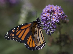 A monarch butterfly feeds on a bush in the new butterfly garden outside the University of Windsor's Leddy Library, Tuesday, September 20, 2016.