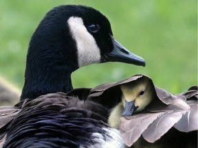 Canada goose keeps her goslings warm near the Ambassador Bridge in Windsor on May 2, 2016.