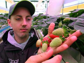 Head grower Steve Stasko examines strawberries at Orangeline Farms in Leamington on Dec. 13, 2016. Seven different "day neutrals" strawberries are grown at the massive greenhouse facility.