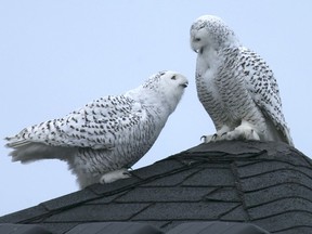 Jan. 9: Two snowy owls are perched on a rooftop in the Banwell neighbourhood of East Windsor.