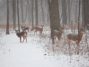 Deer are seen in this file photo.