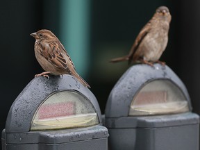 A couple of birds sit on a downtown Windsor, ON. parking meters on a rainy Tuesday, January, 24, 2017.
