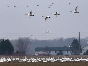 A bevy of Swans is shown near the Middle Side Rd. and Concession 6 in Amherstburg, ON. on Thursday, January 19, 2017.