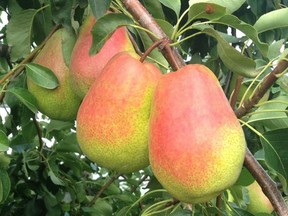 A pear variety, the HW624, hasn't been named yet for marketing purposes but is part of a revival of the fruit in Canada.