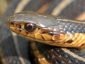 A Butler's garter snake is pictured in this undated handout photo.