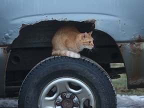 A cat stays dry inside the wheel well of a pickup truck on a farm in Amherstburg, Ont. on Jan. 16, 2017.