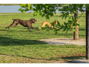Pair of dogs running together in a dog park. Photo by Getty Images.