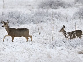 Deer forage after a night of fresh snowfall in this file photo.