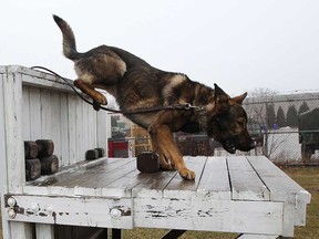 Rookie Windsor police dog Fuse clears an obstacle at the Tilston Armoury and Police Training Centre on Jan. 20, 2017. The newest member of the Windsor police K-9 unit replaces retiring member Aron.