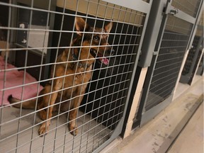 One lone dog waits to be claimed at the Lakeshore Dog Pound on Jan. 17, 2017. The dog, a mixed breed, was eventually sent to the Windsor Essex Humane Society for adoption.