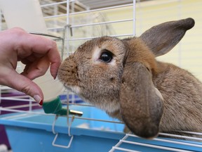 A domestic brown rabbit named Sal is seen at the Windsor/Essex Humane Society in Windsor, Ontario on Jan. 2, 2017.