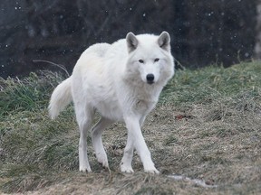 An arctic wolf is shown at the Detroit Zoo on Wednesday, January 4, 2017 in Detroit, MI. There are fewer visitors to the zoo in the winter but many sights to see.