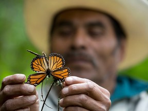 In this Nov. 12, 2015 file photo, a guide holds up a damaged and dying butterfly at the monarch butterfly reserve in Piedra Herrada, Mexico. The number of monarch butterflies wintering in Mexico dropped by 27 percent this year, reversing last year’s recovery from historically low numbers, according to a study by government and independent experts released Thursday, Feb. 9, 2017.