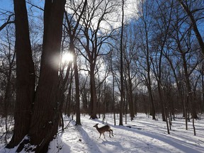 The sun sneaks through the trees as a young deer looks for food on Feb. 1, 2017, at Ojibway Park in Windsor.